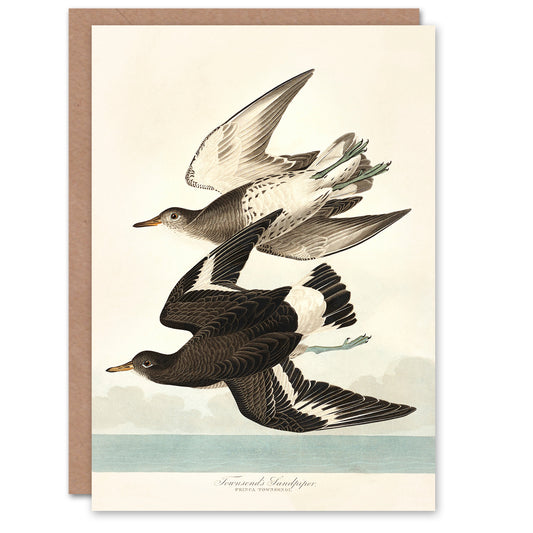John James Audubon Art Card Townsend Sandpiper Bird