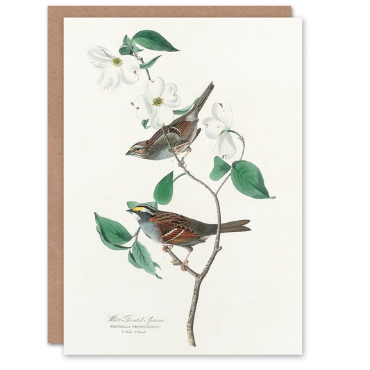 John James Audubon Art Card White Throated Sparrow