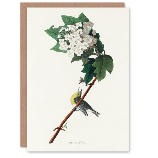 John James Audubon Art Card Yellow Throated Vireo Bird