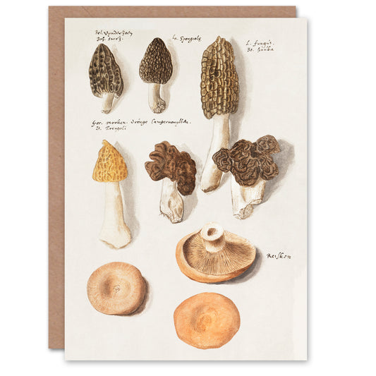 Anselmus de Boodt Art Card Morels Morchella Fungi Mushrooms