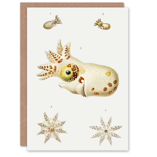 Carl Chun Art Card Vintage Cephalopod Marine Life Illustration