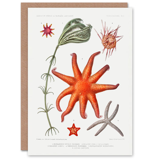 Vintage Marine Life Art Card Deep Sea Starfish Varieties