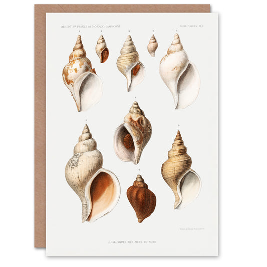 Vintage Marine Life Art Card Northen Sea Mollusk Sea Shells