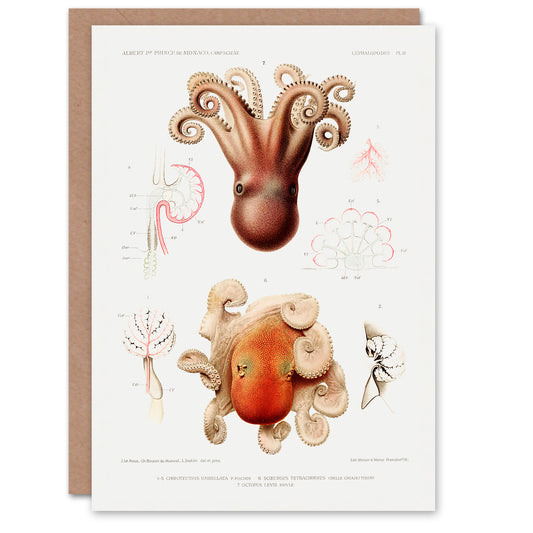 Vintage Marine Life Art Card Pygmy Octopus Study Illustration