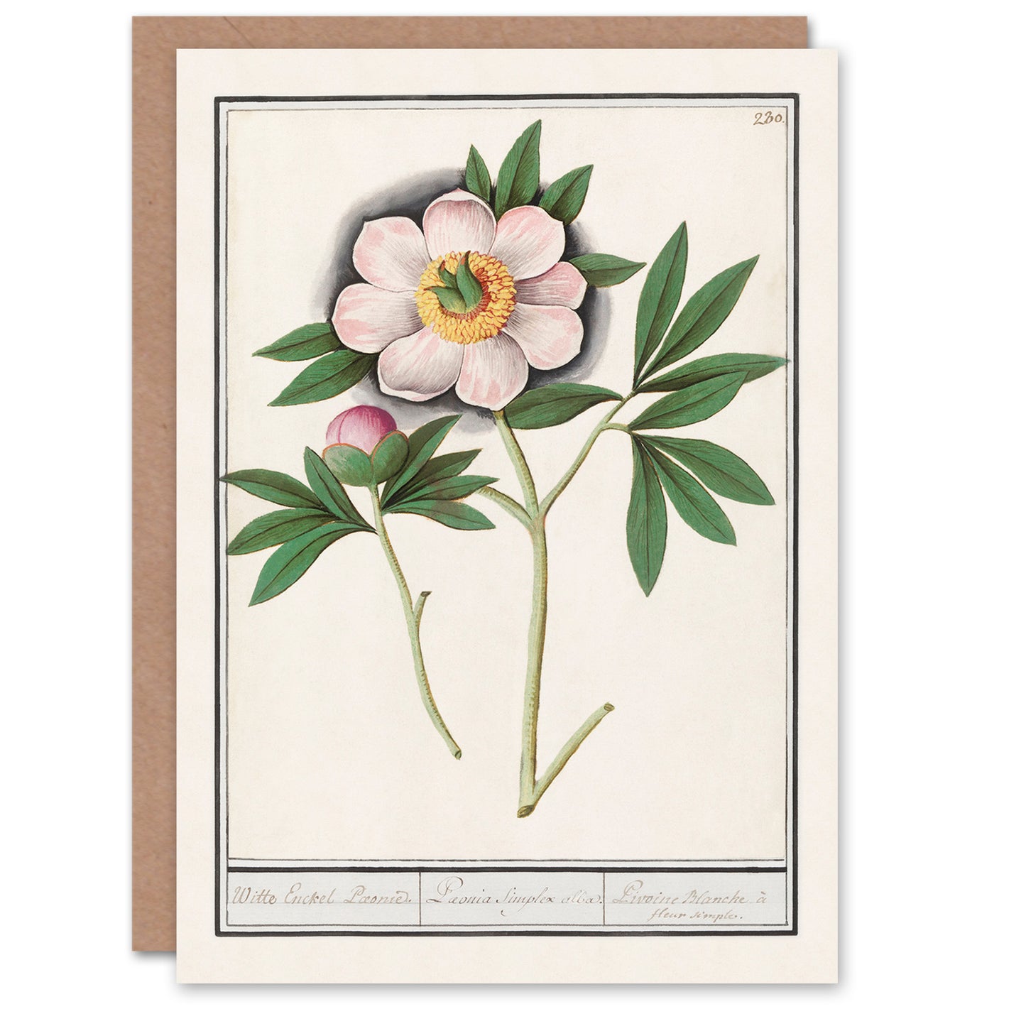 Anselmus de Boodt Art Card Blooming Peony Flower Study
