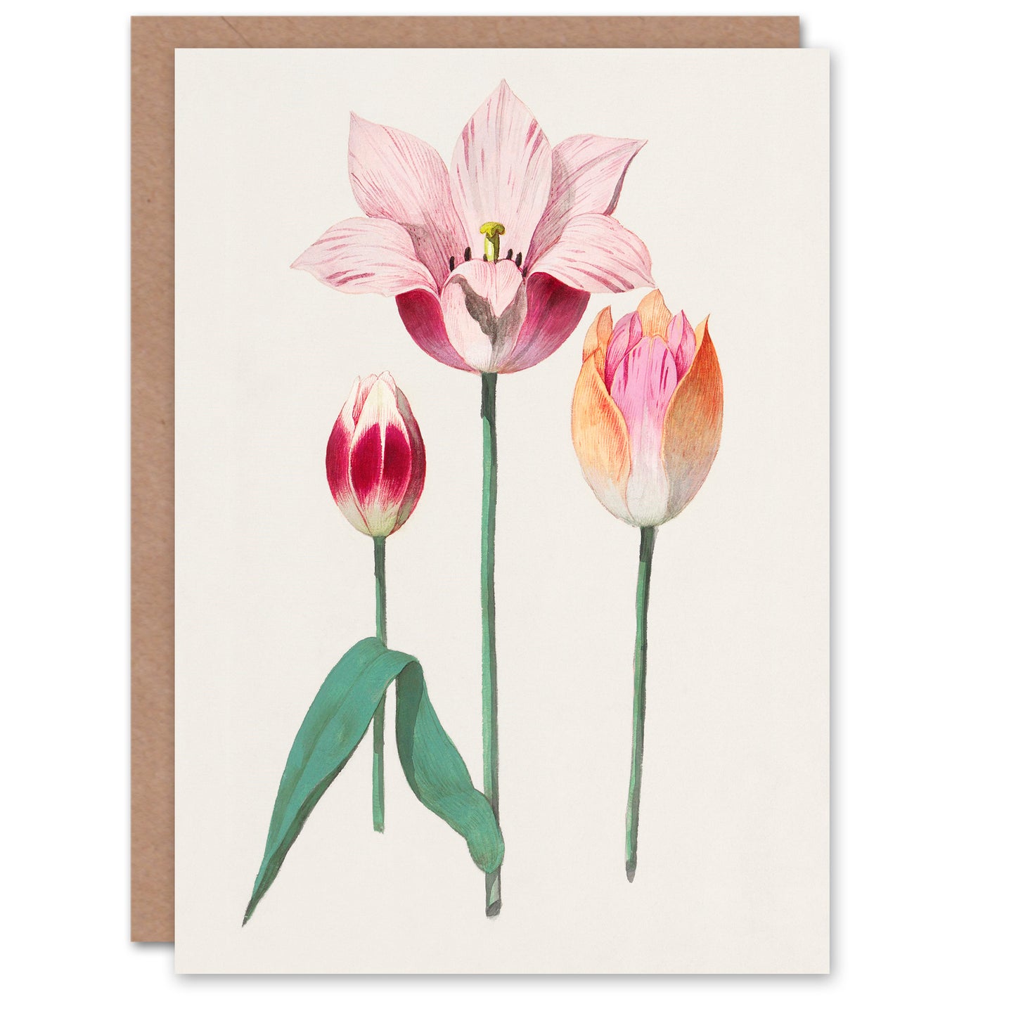 Anselmus de Boodt Art Card Blooming Tulip Flower Illustration