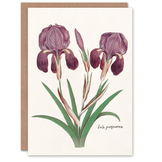 Anselmus de Boodt Art Card Purple Iris Germanica Flower