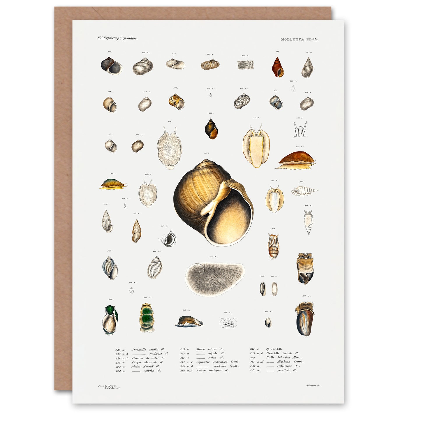 Augustus A Gould Art Card Sea Snail Shell Varieties Set