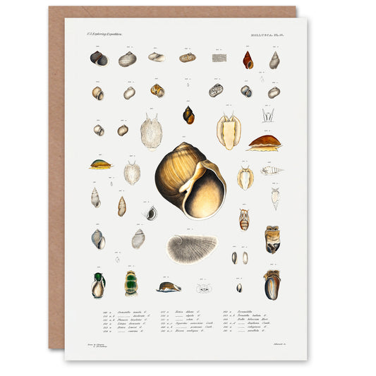 Augustus A Gould Art Card Sea Snail Shell Varieties Set