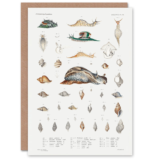 Augustus A Gould Art Card Snail Varieties and Sea Shells