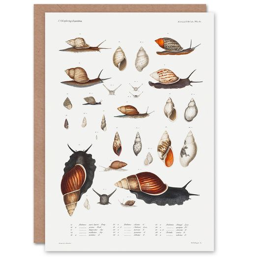 Augustus A Gould Art Card Snail Varieties Vintage Illustration