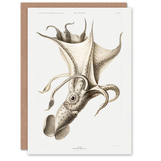 Carl Chun Art Card Cockeyed Squid Vintage Illustration