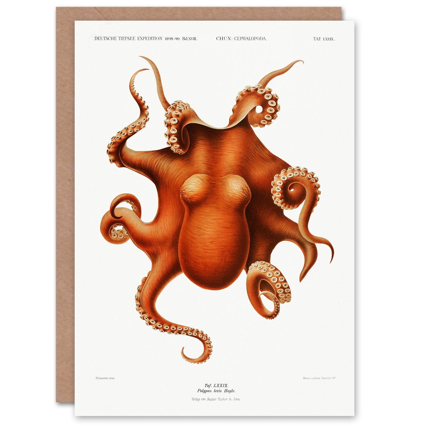 Carl Chun Art Card Octopus Vintage Cephalopod Illustration