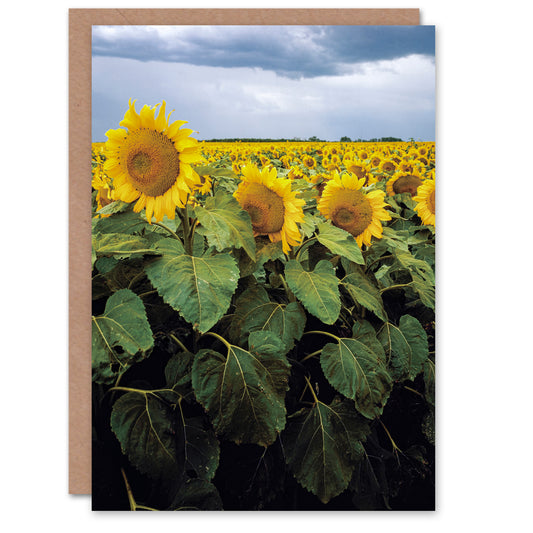 Carol M Highsmith Art Card A Kansas Sunflower Field Up Close