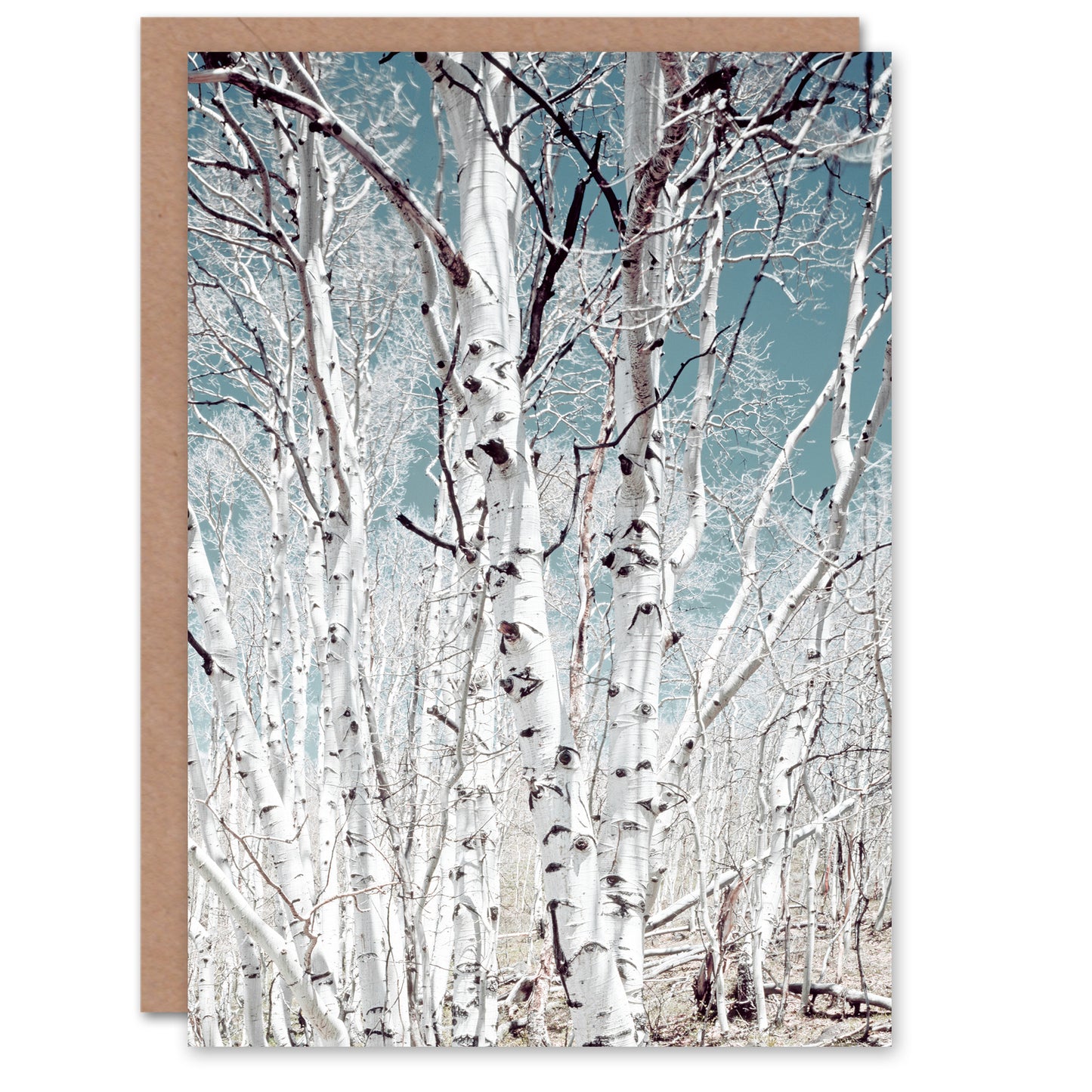 Carol M Highsmith Art Card Birch Trees in Utah Photograph