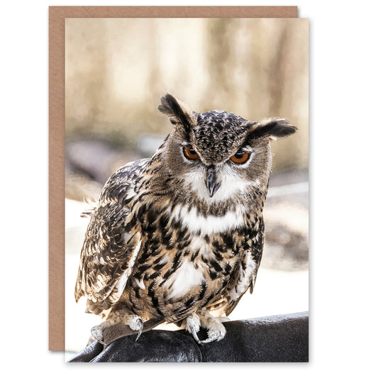 Carol M Highsmith Art Card Long Eared Owl Perched On A Rock