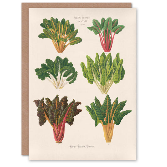 Ernst Benary Art Card Beet and Swiss Chard Vintage Botanical