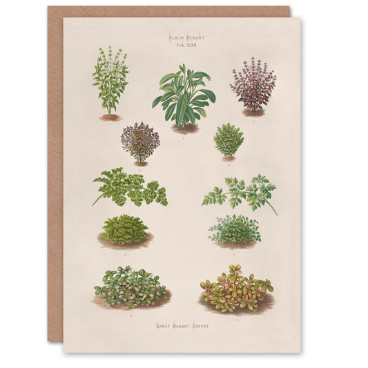Ernst Benary Art Card Botanical Bushes Vintage Illustration