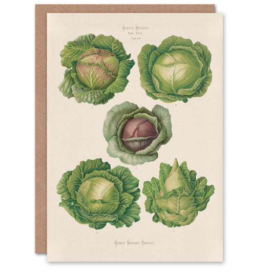 Ernst Benary Art Card Cabbage Varieties Vintage Botanical