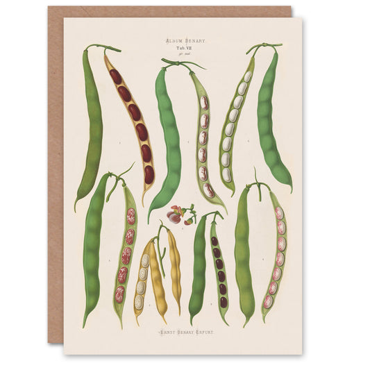 Ernst Benary Art Card Kidney and Snap Beans Varieties