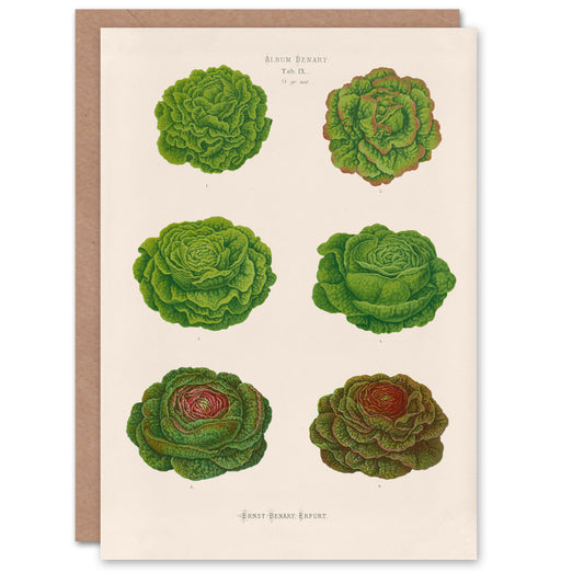 Ernst Benary Art Card Lettuce and Cabbage Varieties