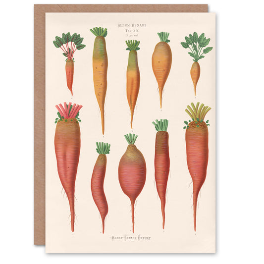 Ernst Benary Art Card Mangold Wurzels Field Beet Varieties