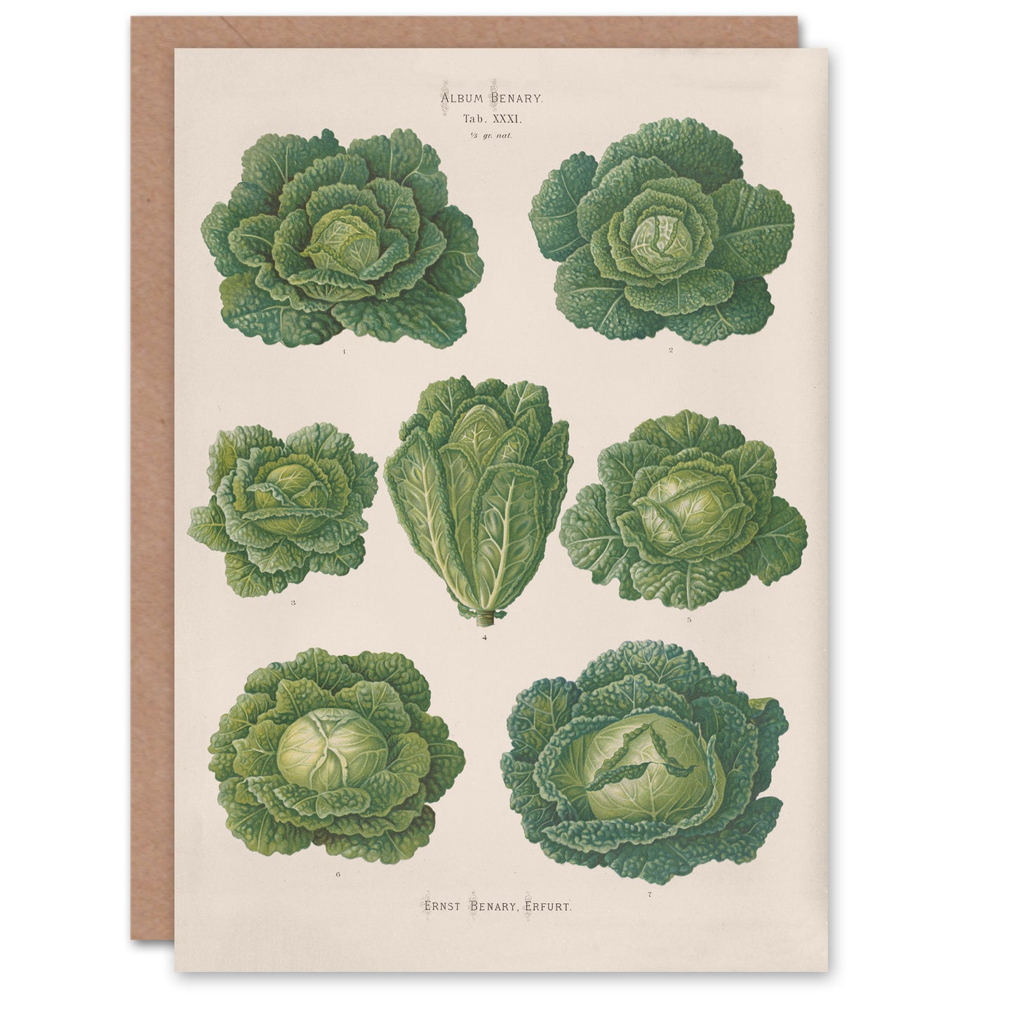 Ernst Benary Art Card Savoy Cabbages Vintage Botanical