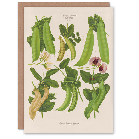 Ernst Benary Art Card Sugar Peas Varieties Vintage Botanical