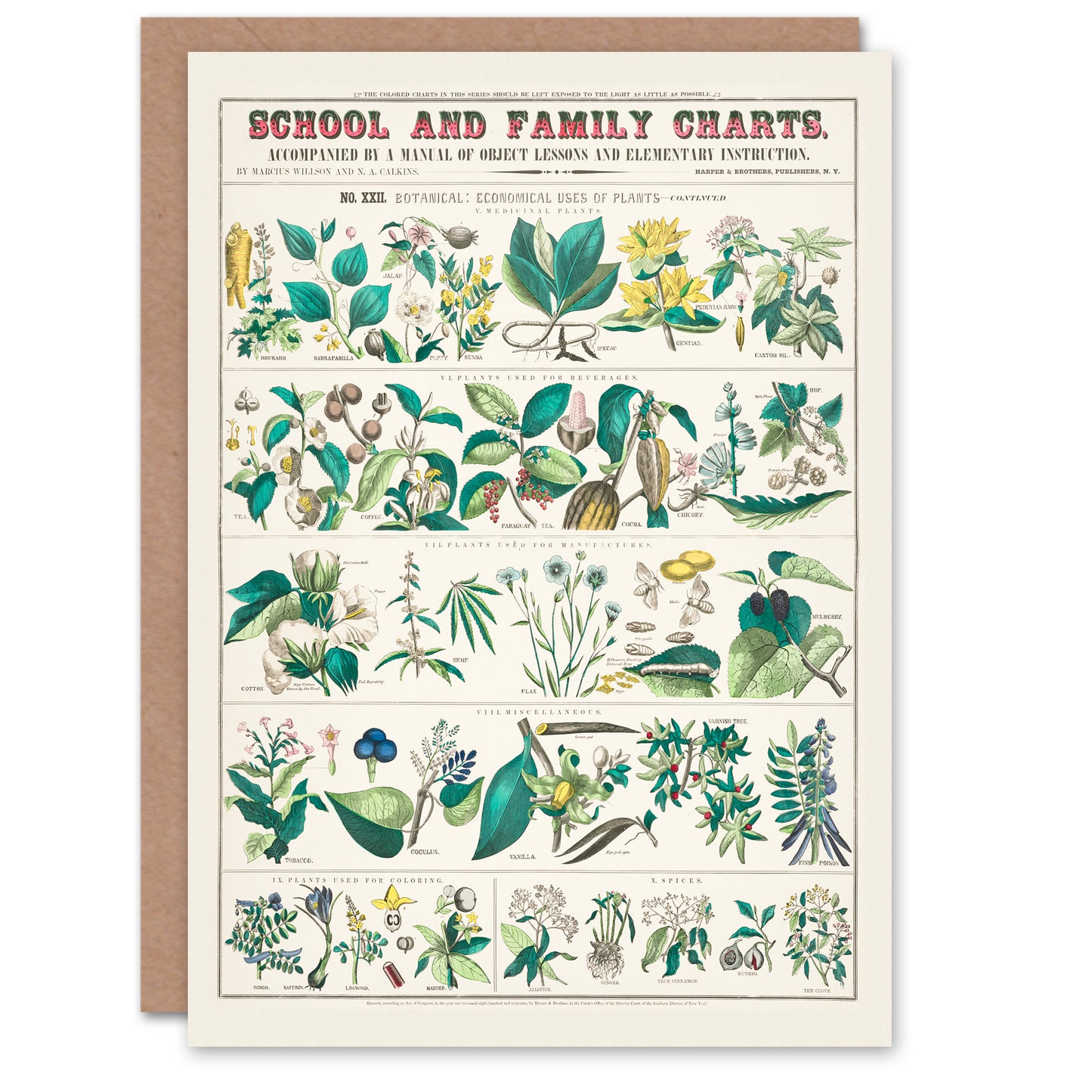 Willson and Calkins Art Card Vintage Botanical Chart No XXII