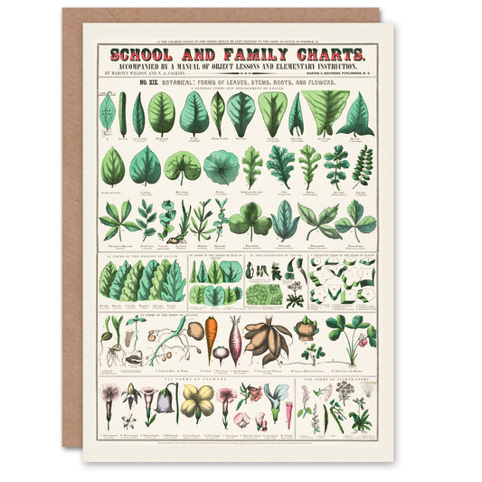 Willson and Calkins Art Card Chart No XIX Vintage Botanical