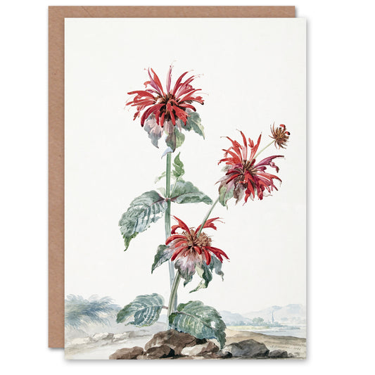 Aert Schouman Art Card Red Bergamot Flowers in a Landscape