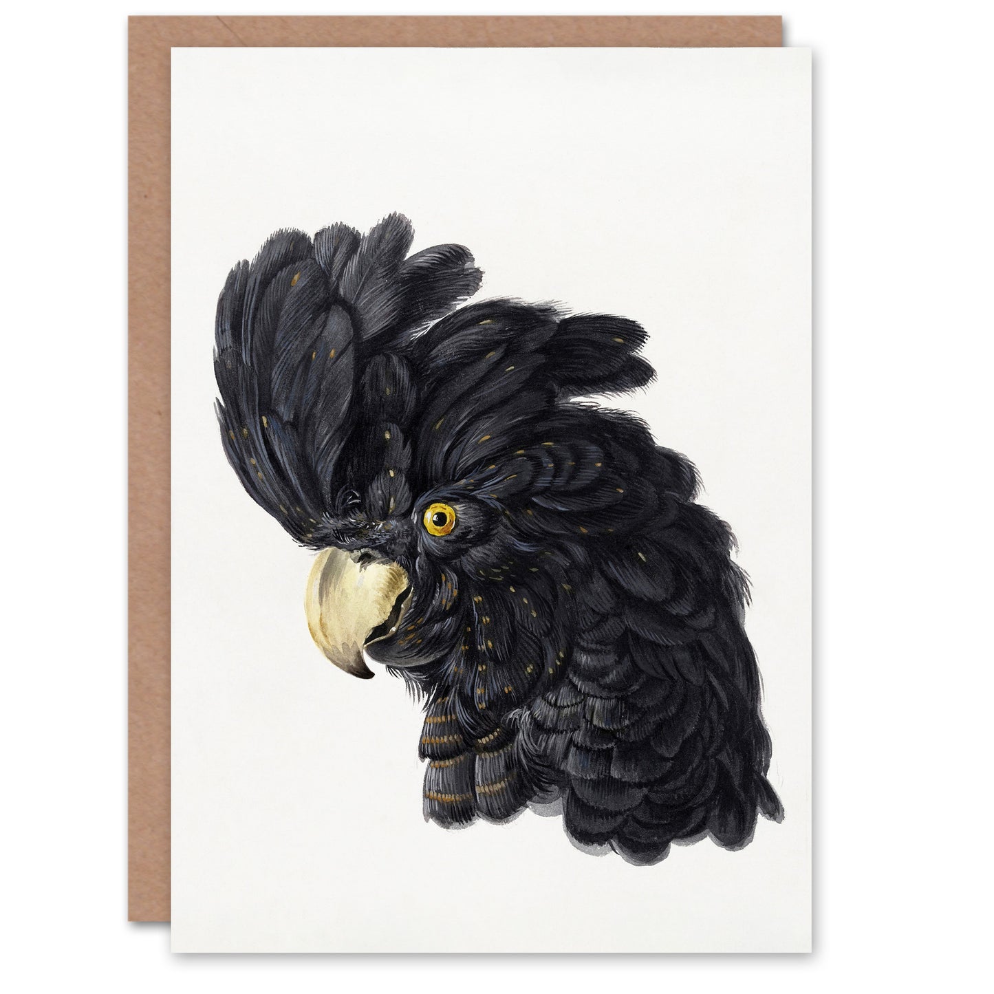 Aert Schouman Art Card Head of a Black Cockatoo Watercolour