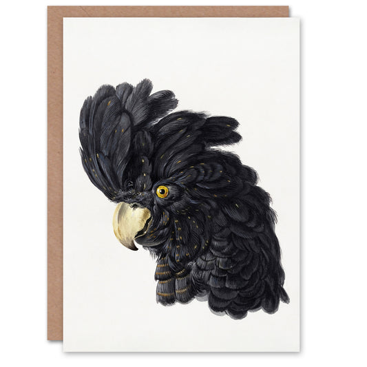 Aert Schouman Art Card Head of a Black Cockatoo Watercolour