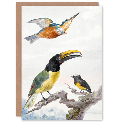 Aert Schouman Art Card Kingfisher Toucan Bird and a Sparrow