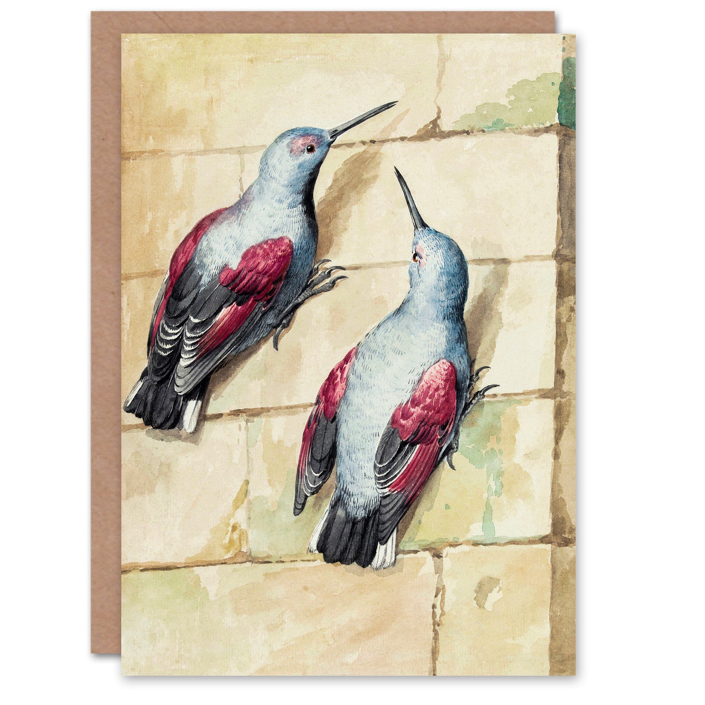 Aert Schouman Art Card Two Wallcreepers Watercolour Painting