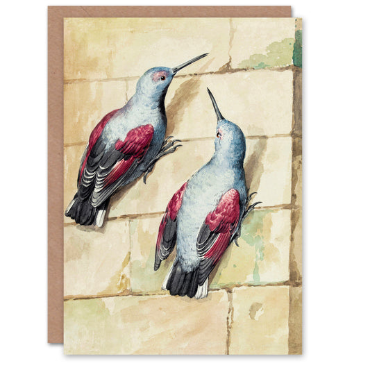 Aert Schouman Art Card Two Wallcreepers Watercolour Painting
