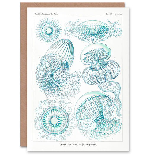 Ernst Haeckel Art Card Aequoreidae Jellyfish Marine Life Species