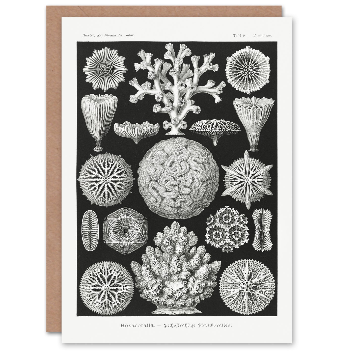 Ernst Haeckel Art Card Hexacorallia Marine Life Illustration