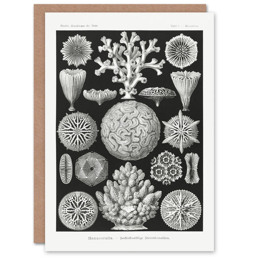 Ernst Haeckel Art Card Hexacorallia Marine Life Illustration