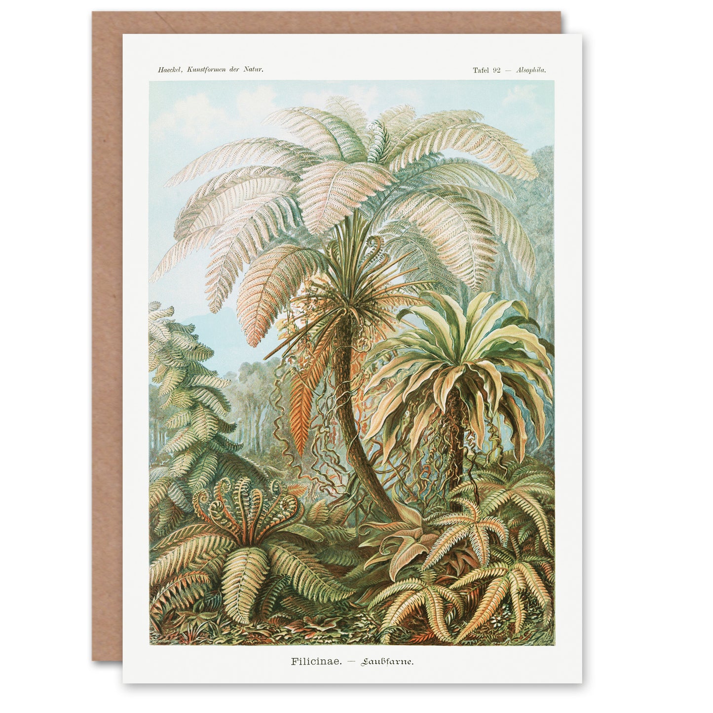 Ernst Haeckel Art Card Tropical Nature Filicinae Fern Plants