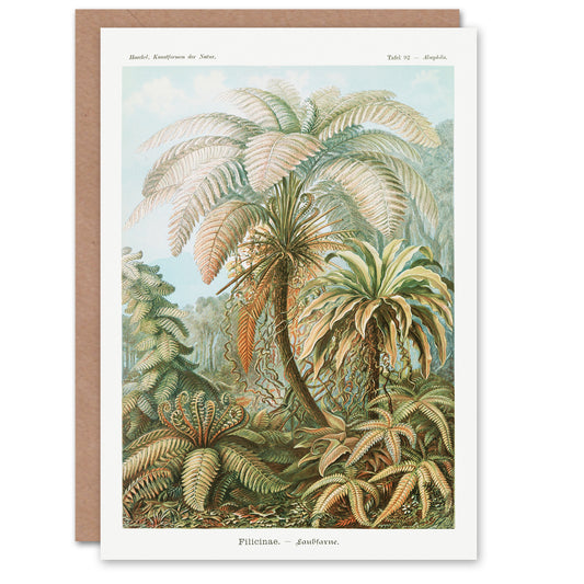 Ernst Haeckel Art Card Tropical Nature Filicinae Fern Plants