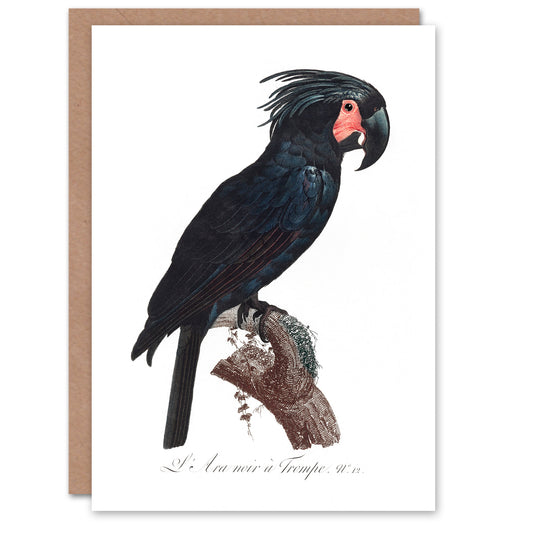 Francois Levaillant Art Card Black Palm Cockatoo Parrot