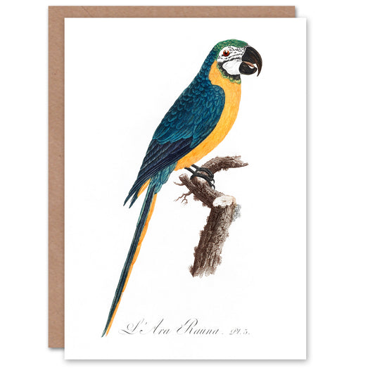 Francois Levaillant Art Card Blue and Yellow Macaw Parrot
