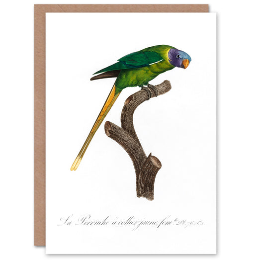 Francois Levaillant Art Card Female Plum Headed Parakeet