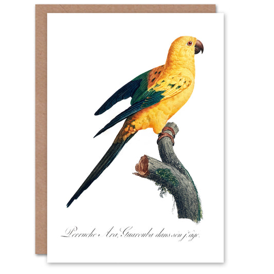 Francois Levaillant Art Card Female Sun Parakeet Bird