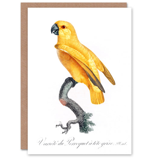 Francois Levaillant Art Card Lutino Senegal Parrot