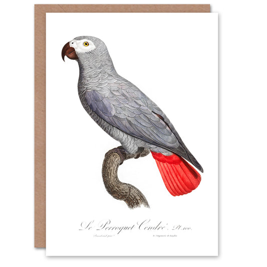 Francois Levaillant Art Card Psittacus Erithacus Grey Parrot