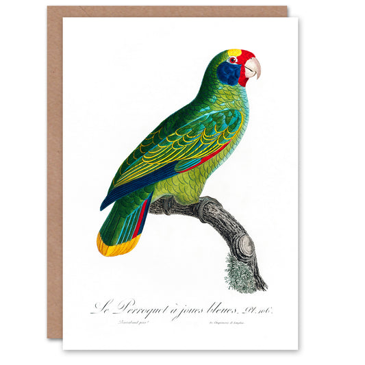 Francois Levaillant Art Card Red And Blue Amazon Parrot