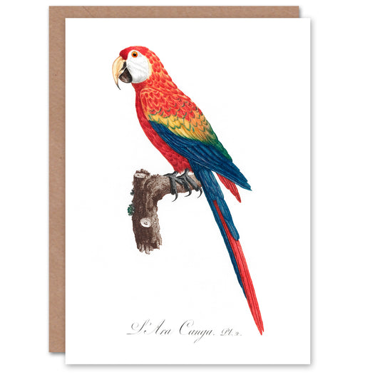 Francois Levaillant Art Card Scarlet Macaw Parrot