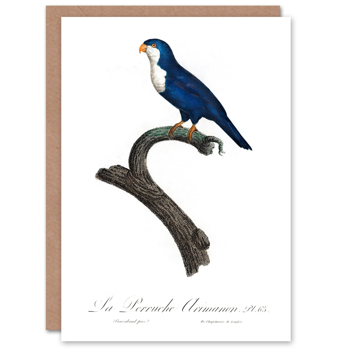 Francois Levaillant Art Card The Arimanon Parakeet Parrot